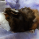 Illustration for article titled Guinea pigs! Update: now with photos!